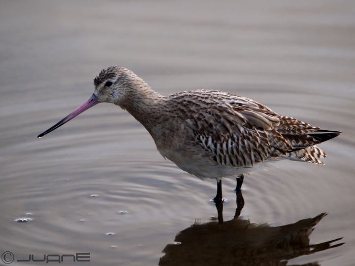 File:Aguja colipinta (Limosa lapponica) (4198420186).jpg