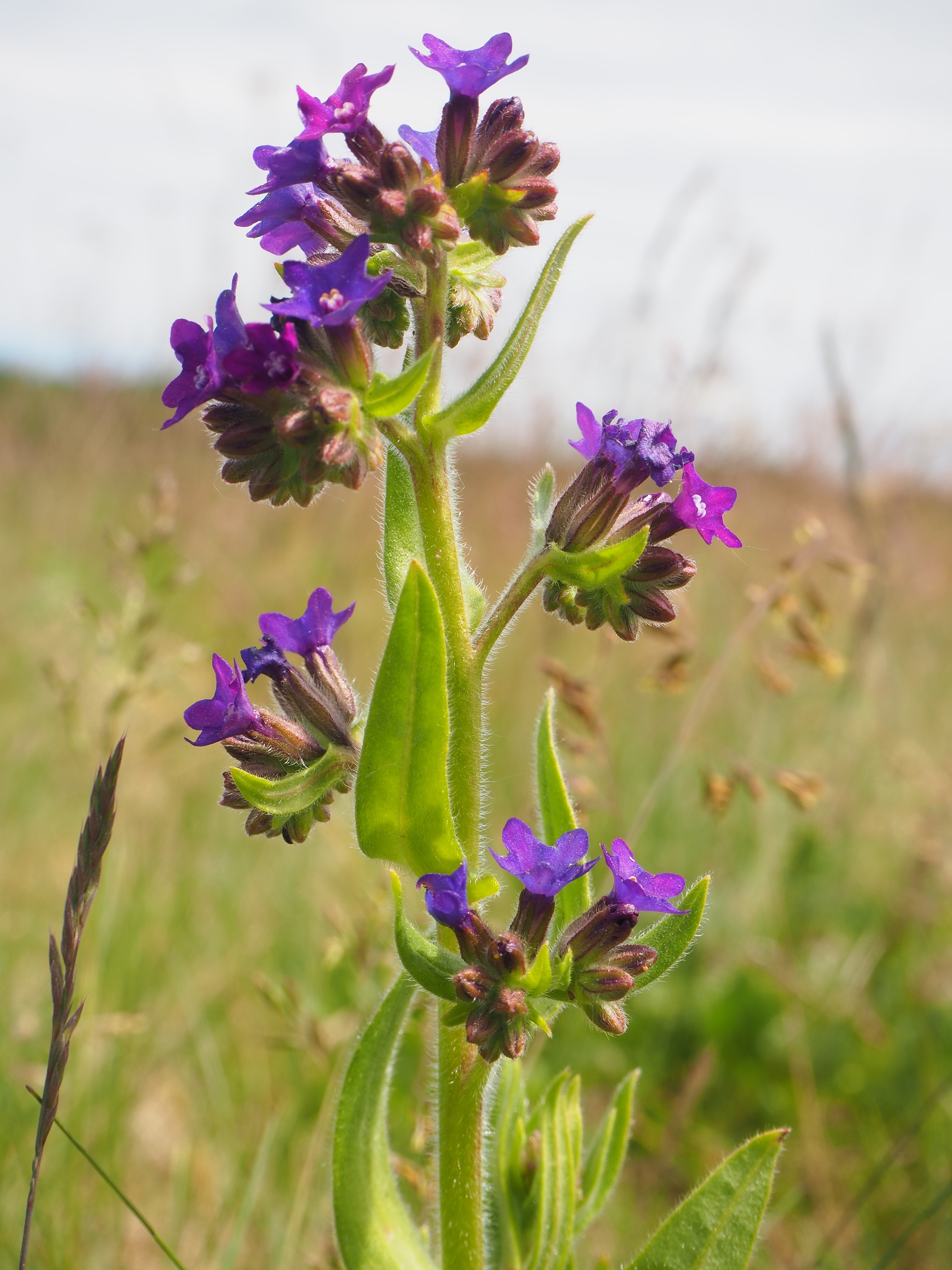 Anchusa cespitosa