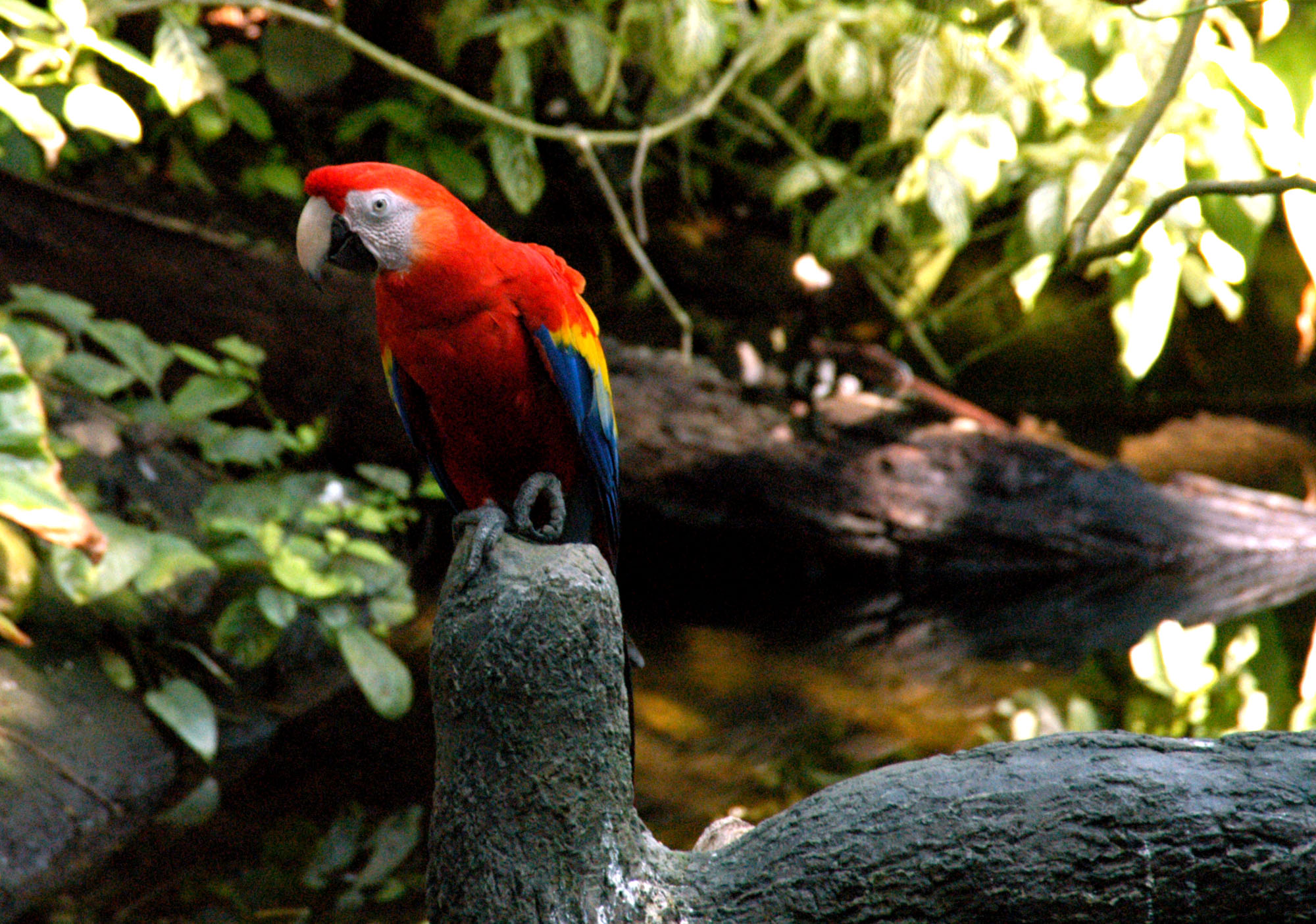 File Ara Macao Moody Gardens Galveston Texas Usa 8a Jpg