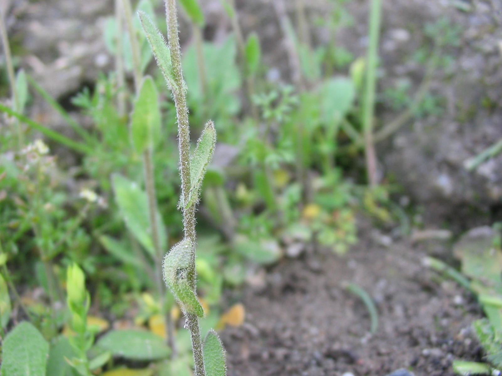 File:Marihuana Hoja.jpg - Wikimedia Commons