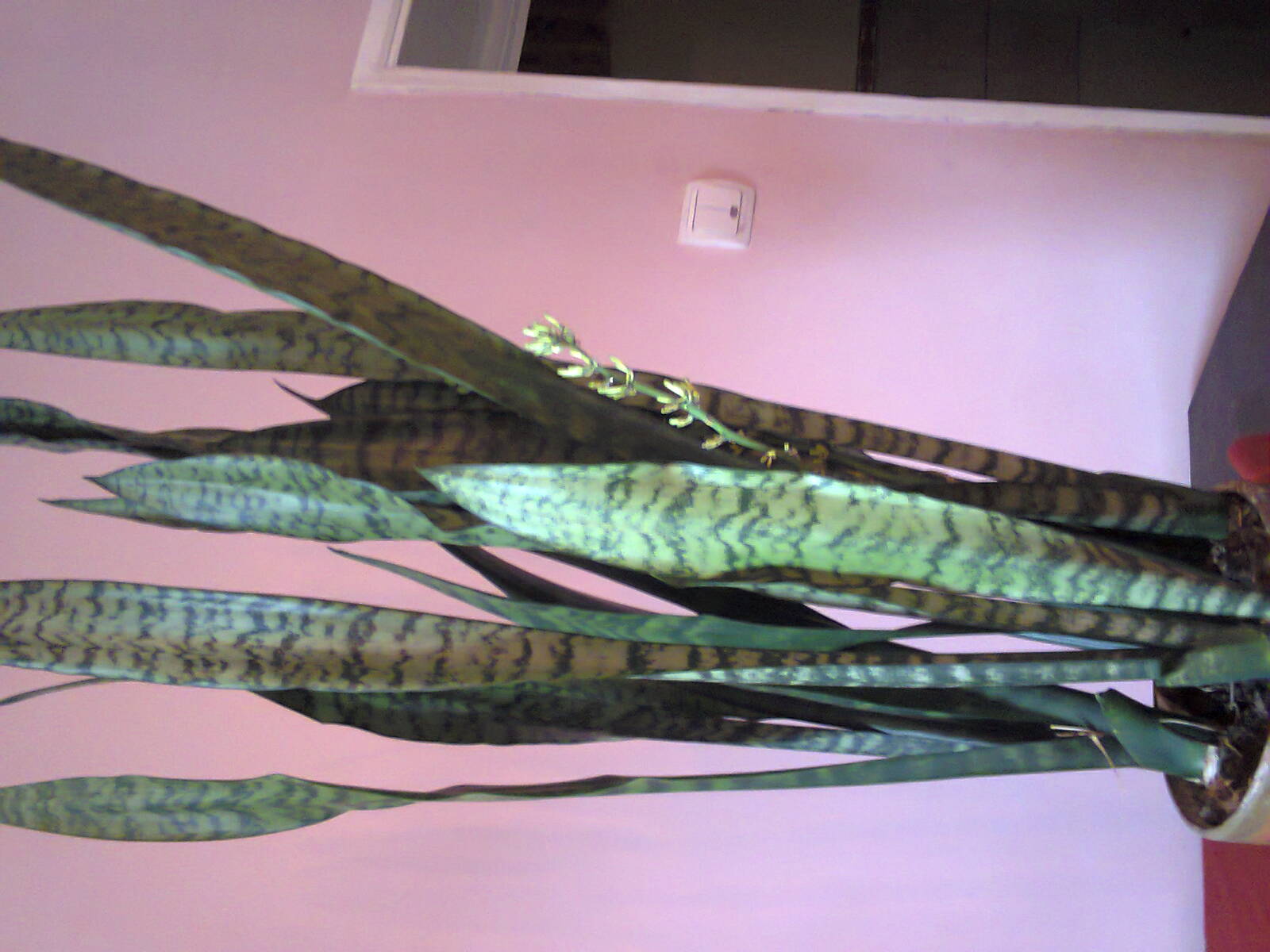 Sansevieria trifasciata