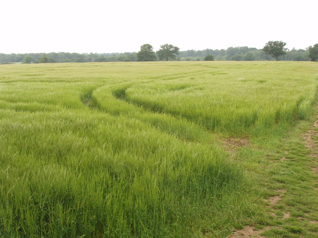 File:Barley by Dorney Wood - geograph.org.uk - 825599.jpg