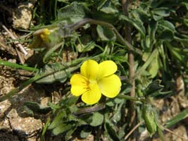 Viola stojanowii