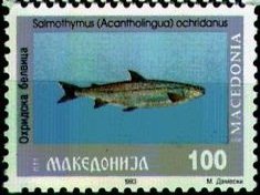 <i>Salmo ohridanus</i> Species of fish