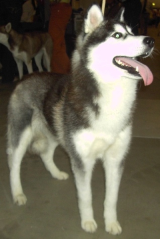 white siberian husky