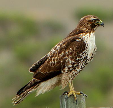 File:Buteo jamaicensis 2.jpg - Wikimedia Commons