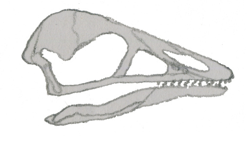 File:Cathayornis.jpg