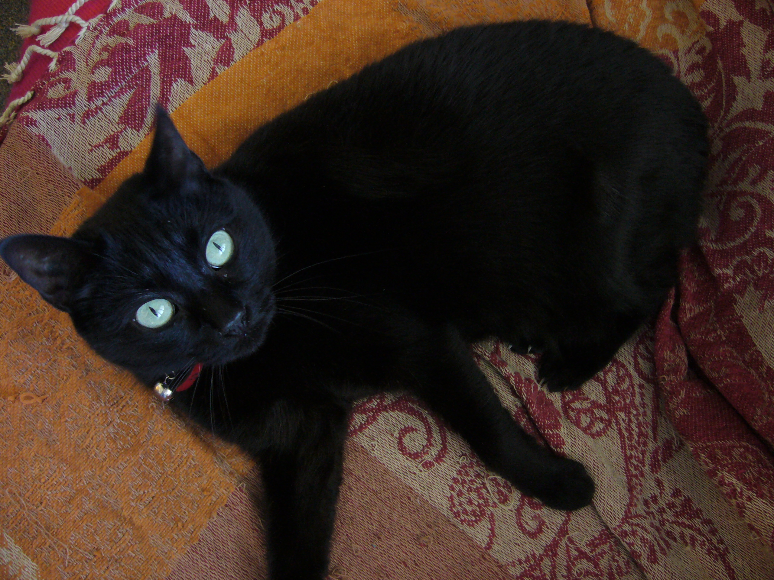 Fichier Chat Noir Yeux Verts Jpg Wikipedia