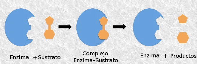 File:ComplejoEnzimaSustrato.jpg