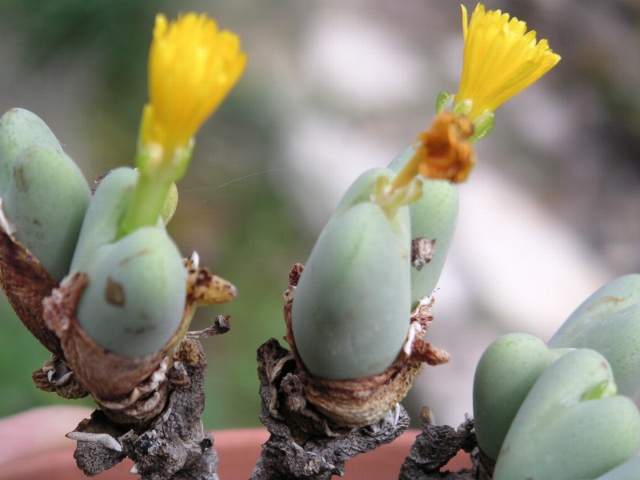 File:Conophytum oviferum.jpg