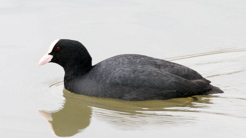 File:Coot (Fulica atra) (6).jpg