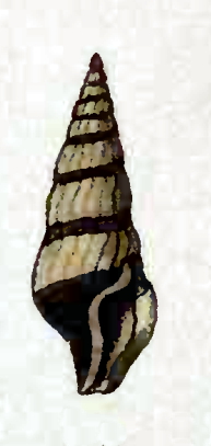 <i>Crassispira vexillum</i> Species of gastropod