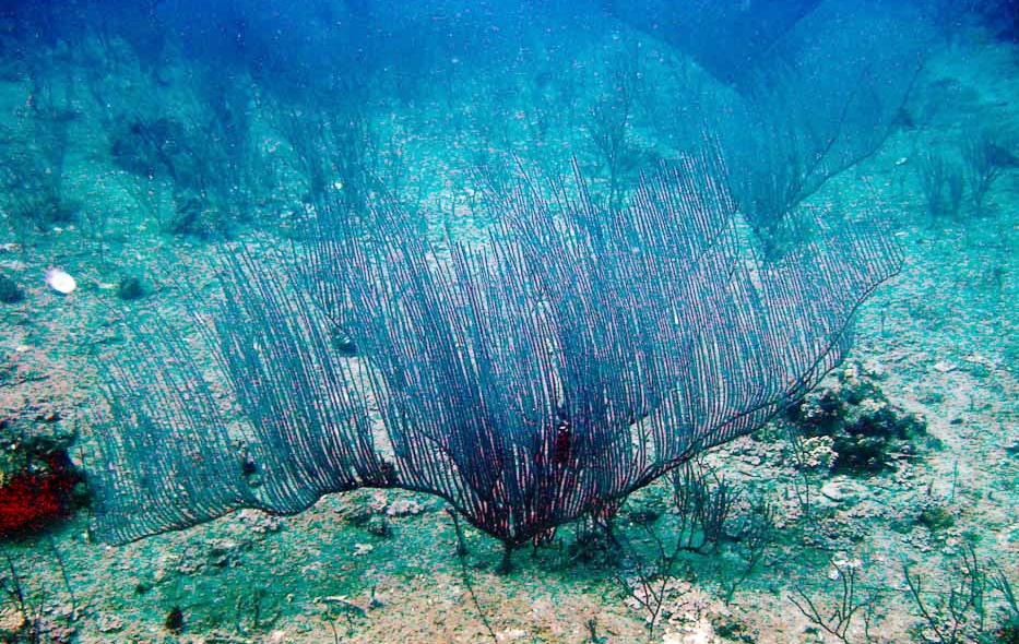 Ctenocella coral whip on the seabed