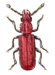 File:Cucujus.haematodes.-.calwer.15.07.jpg