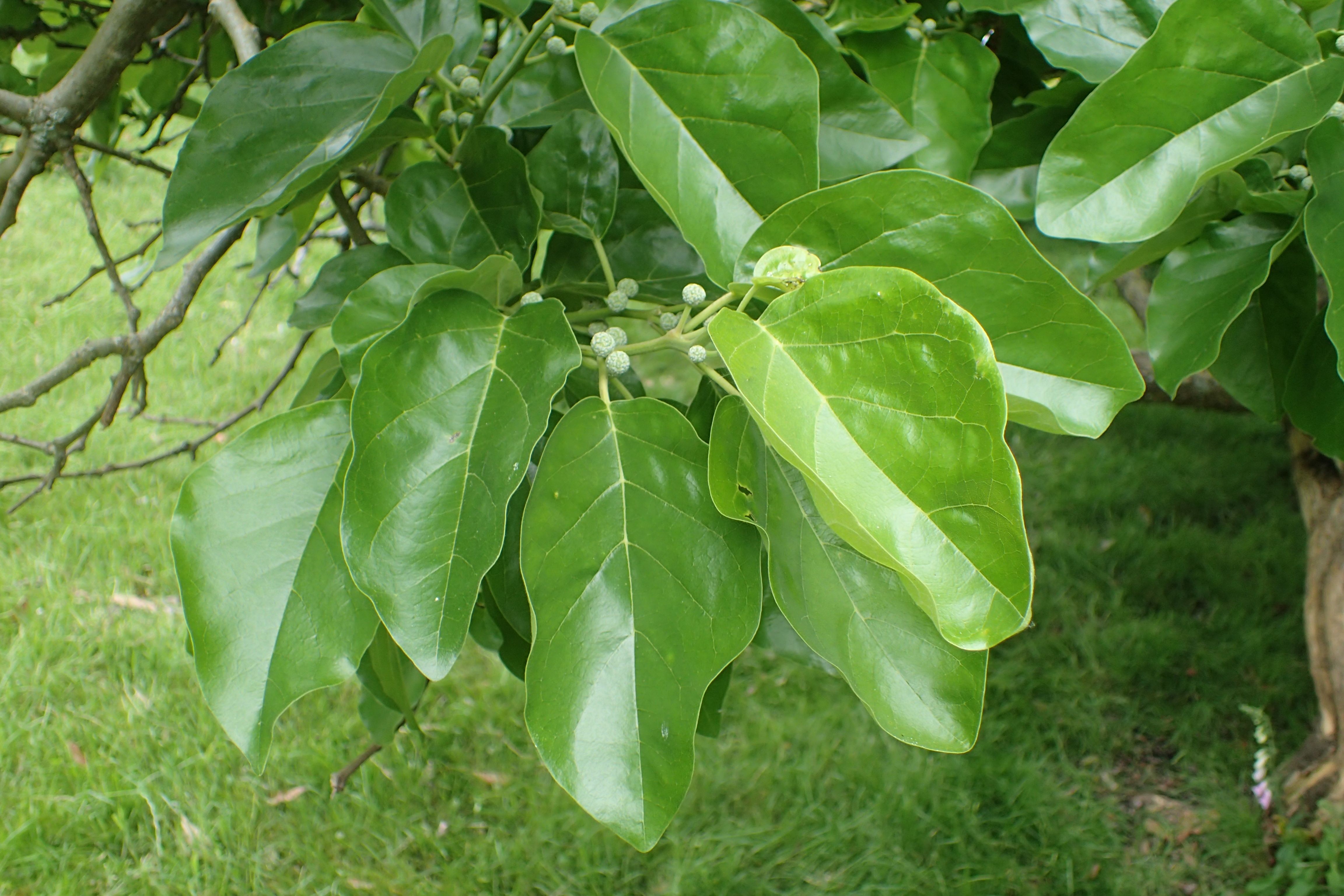 Idothea tricuspidata