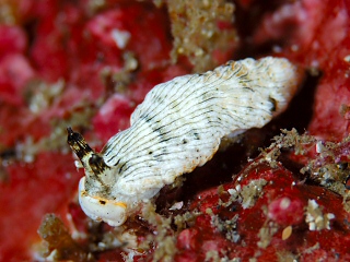 <i>Dermatobranchus semistriatus</i> Species of gastropod