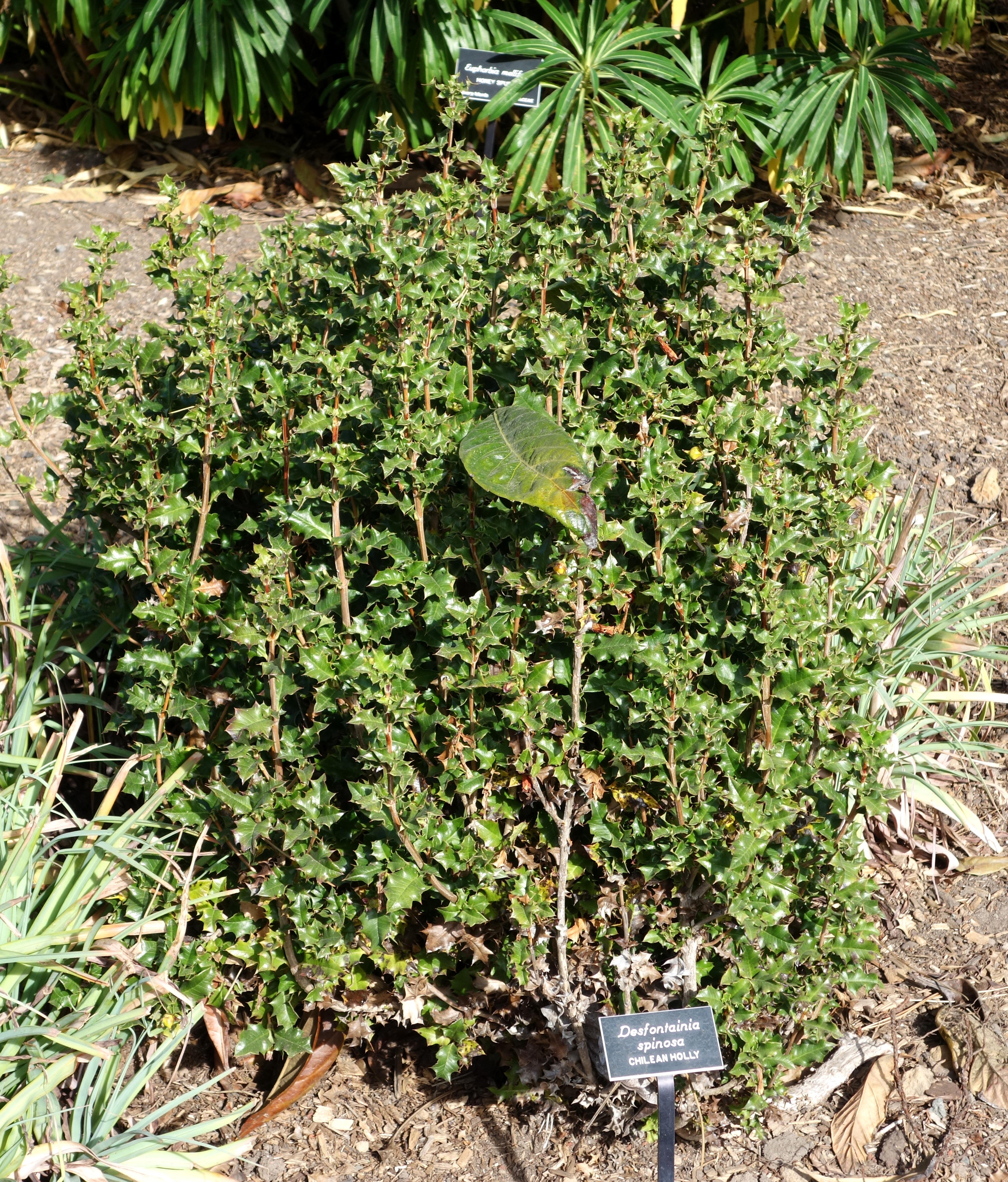 Datei Desfontainia Spinosa Mendocino Coast Botanical Gardens