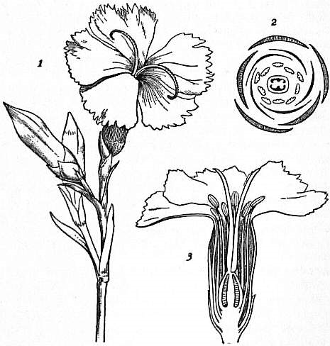 File:EB1911 Caryophyllaceae Fig. 2. Flowering shoot of Pink (Dianthus).jpg