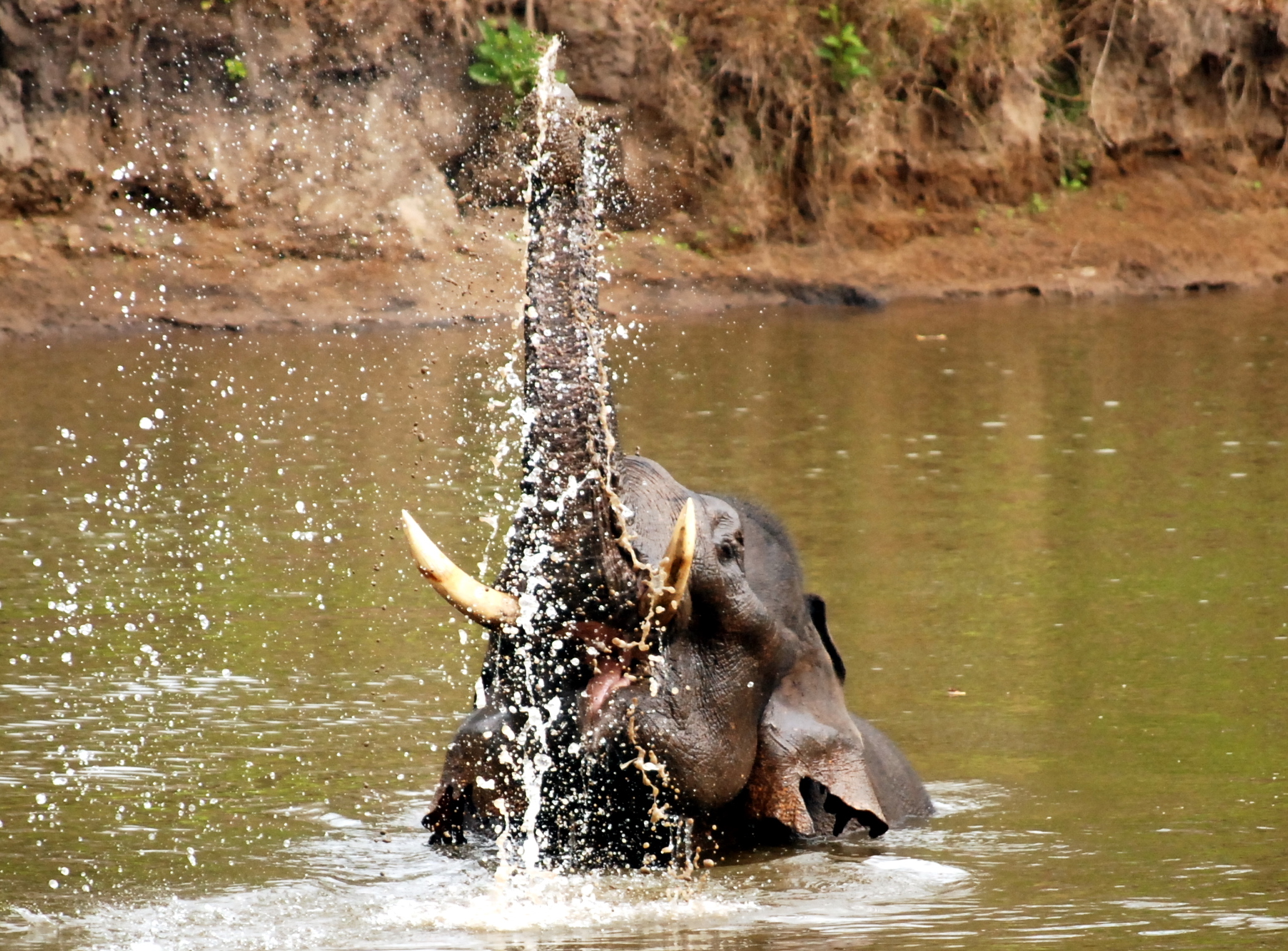 Слон купается. Nagarhole National Park. Слон купается в воде. Счастливый слон купается. Слон плавает.