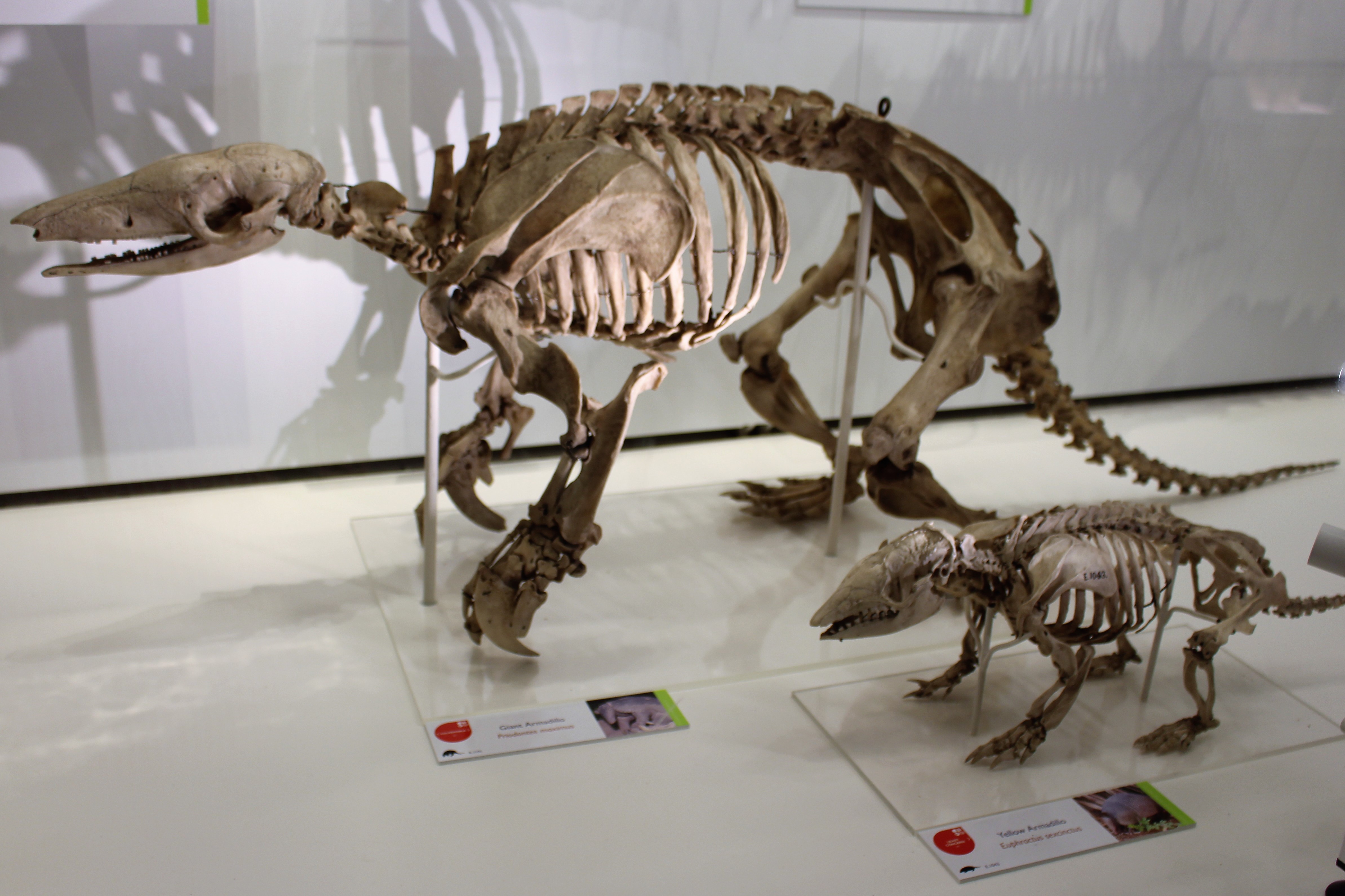 armadillo skeleton