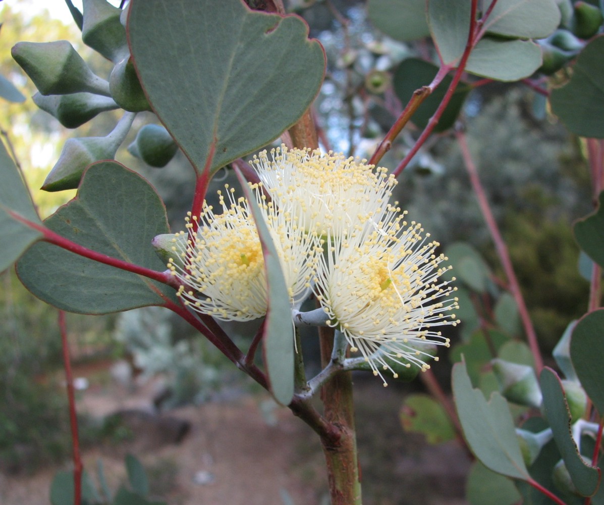 Eucalyptus orbifolia - Wikipedia