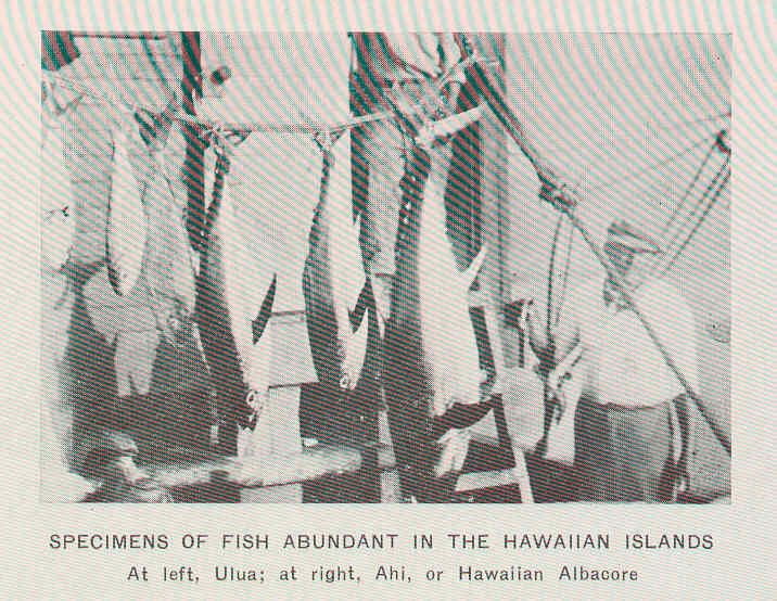 File:FMIB 45042 Specimens of Fish Abundant in the Hawaiian Islands - At left, Ulua; at right, Ahi, or Hawaiian Albacore.jpeg