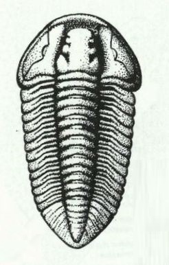 <i>Flexicalymene</i> Genus of trilobites (fossil)