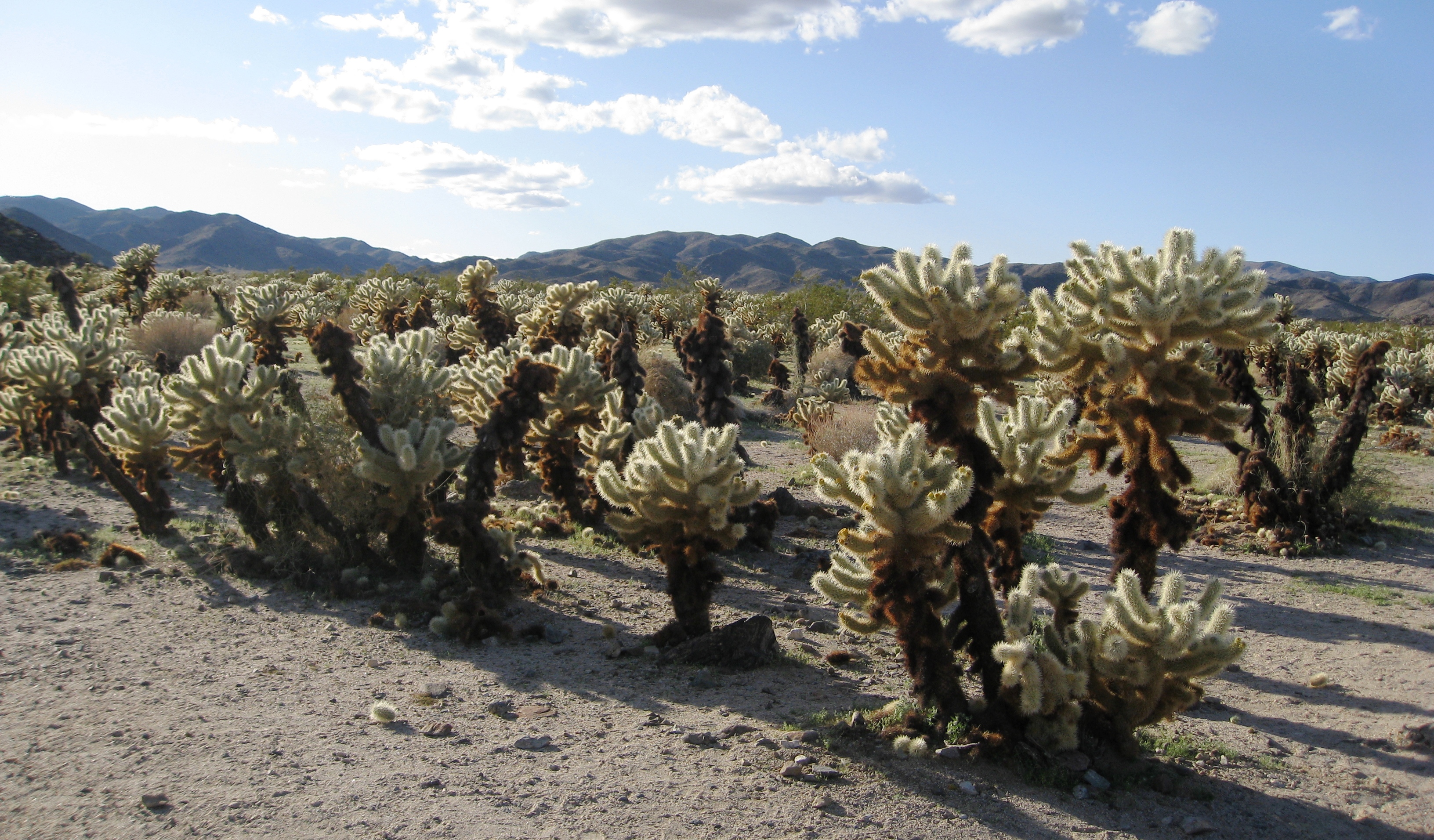 opuntia teddy bear