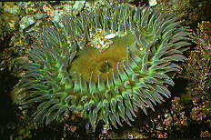 File:Giant Green Anemone.gif