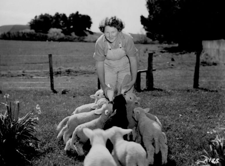 File:Girl feeding lambs (3308575638).jpg