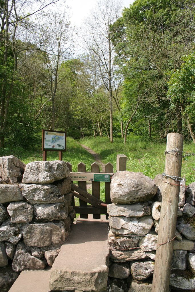 Grass Wood, Wharfedale