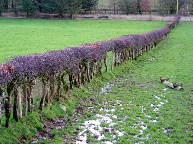 File:Hedge Near West Lanegate - geograph.org.uk - 354714.jpg