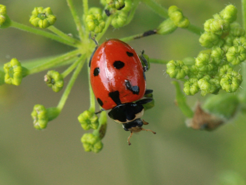 File:Hippodamia undecimnotata 1 Enka.jpg