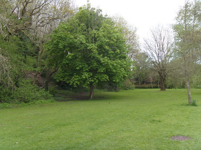 File:Horse chestnut tree - geograph.org.uk - 1463089.jpg