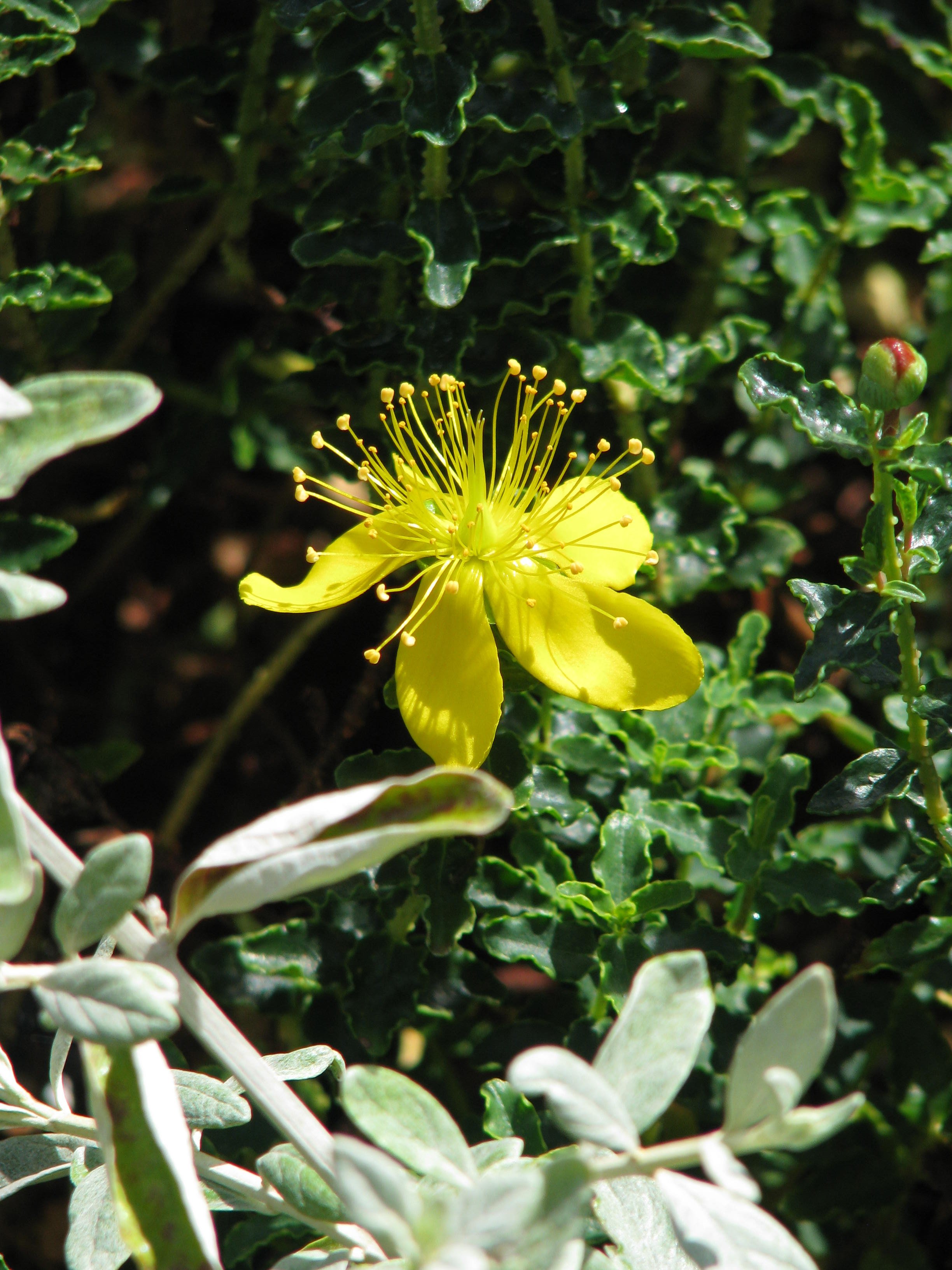 Hypericum balearicum (9494636192).jpg