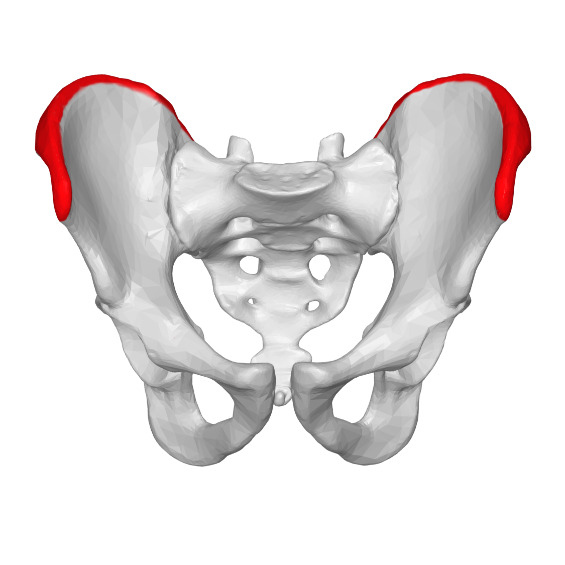 iliac crest