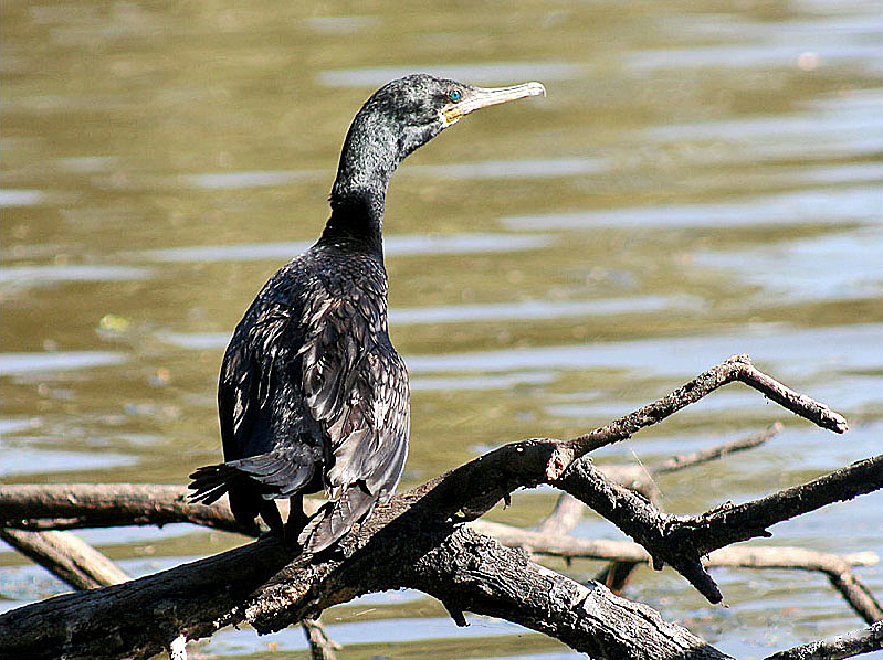 File:Indian Cormorant I2.jpg