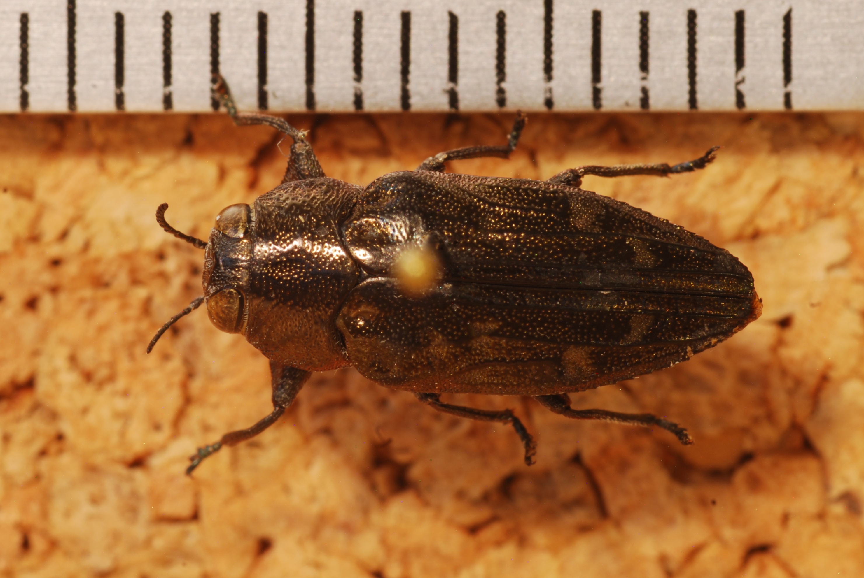 Jewel Beetle (Chrysobothris aequalis) (8274341803).jpg