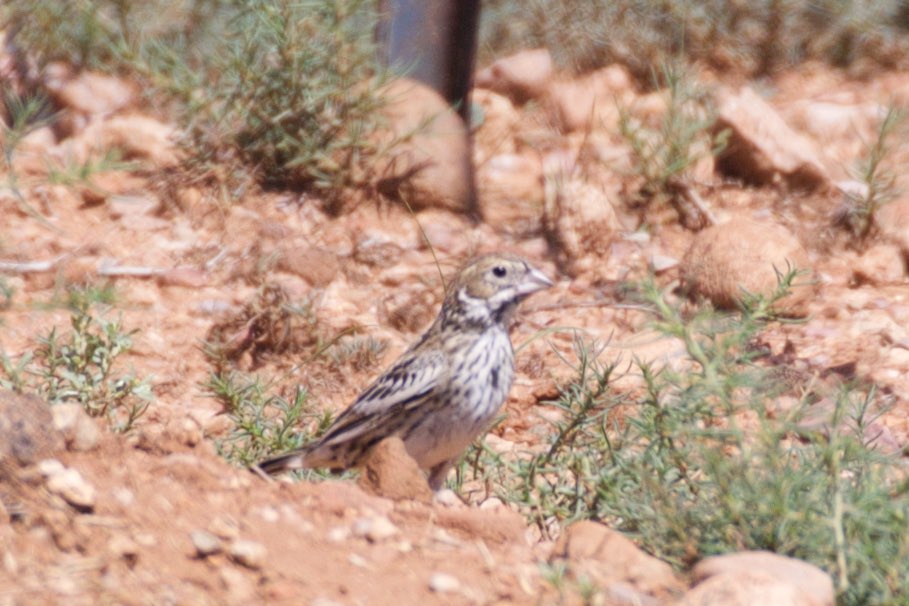 Lark Bunting (immature or female) - Rucker Canyon - AZ - 2015-08-13at10-57-221 (21016175413).jpg