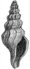 <i>Leiocithara potti</i> species of mollusc