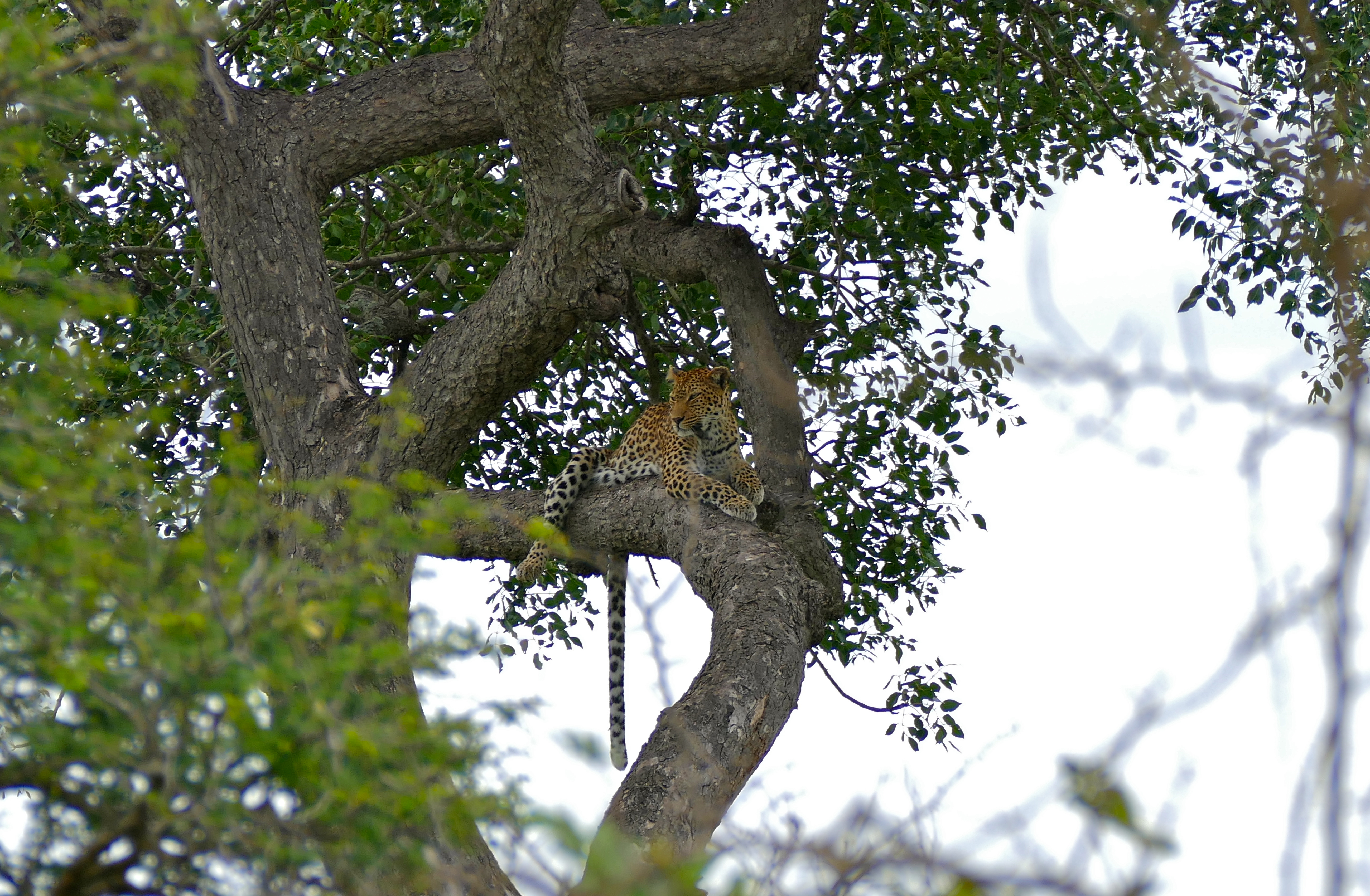 Leopard (Panthera pardus) female in a tree (16456988745).jpg