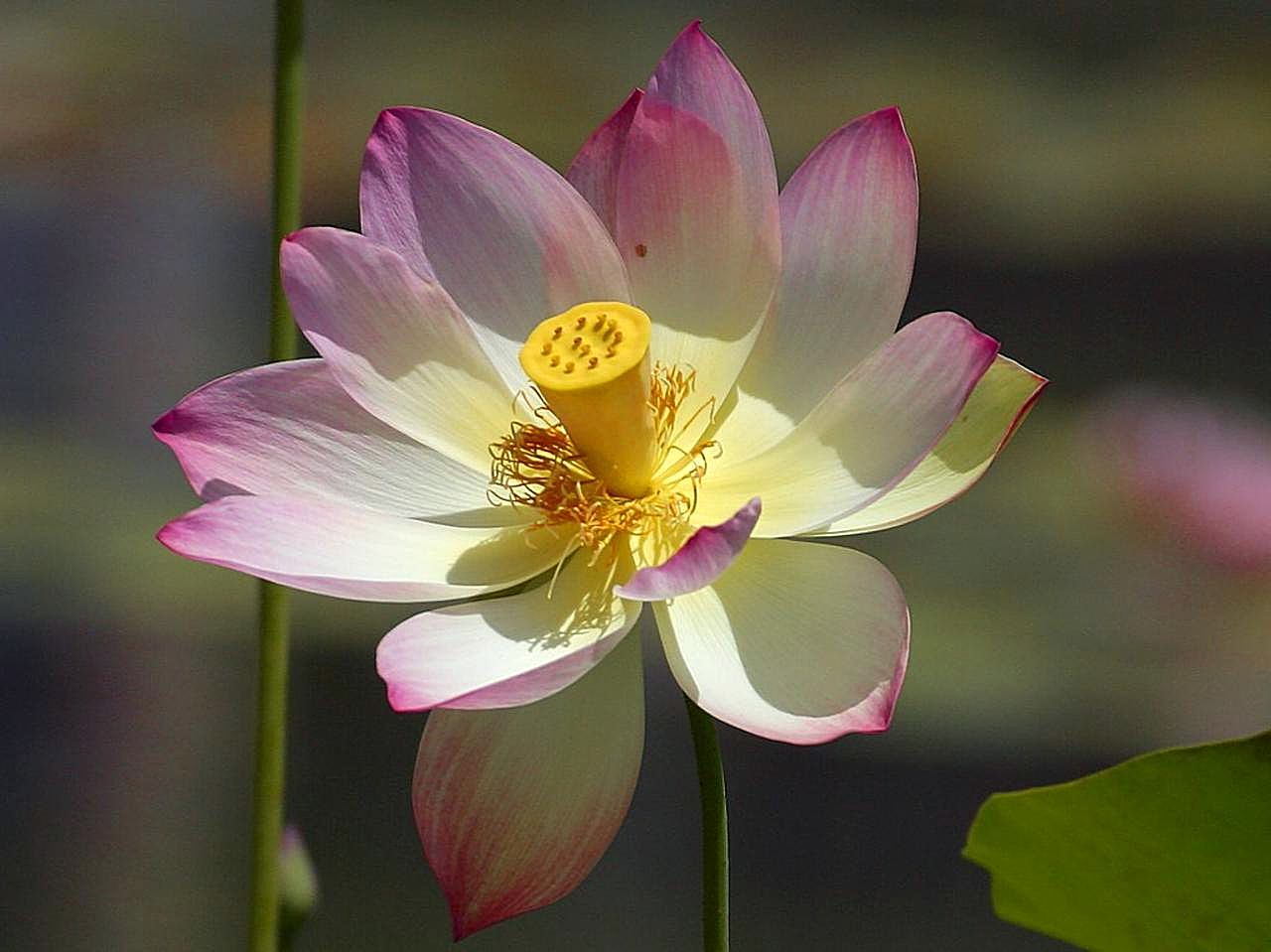File:Lillies lilly lotus flowers.jpg - Wikimedia Commons