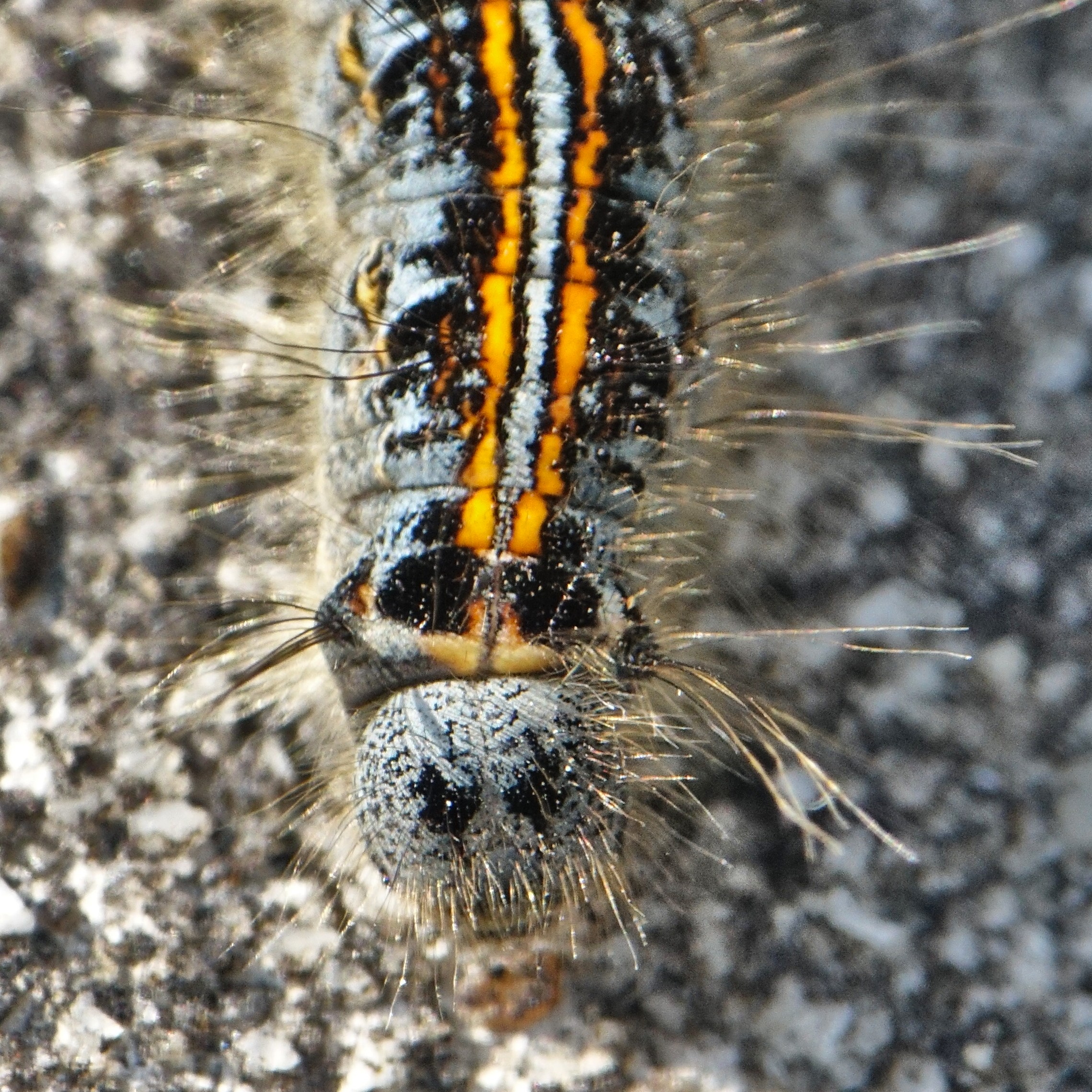 File Malacosoma Neustria Caterpillar Head Jpg Wikimedia Commons