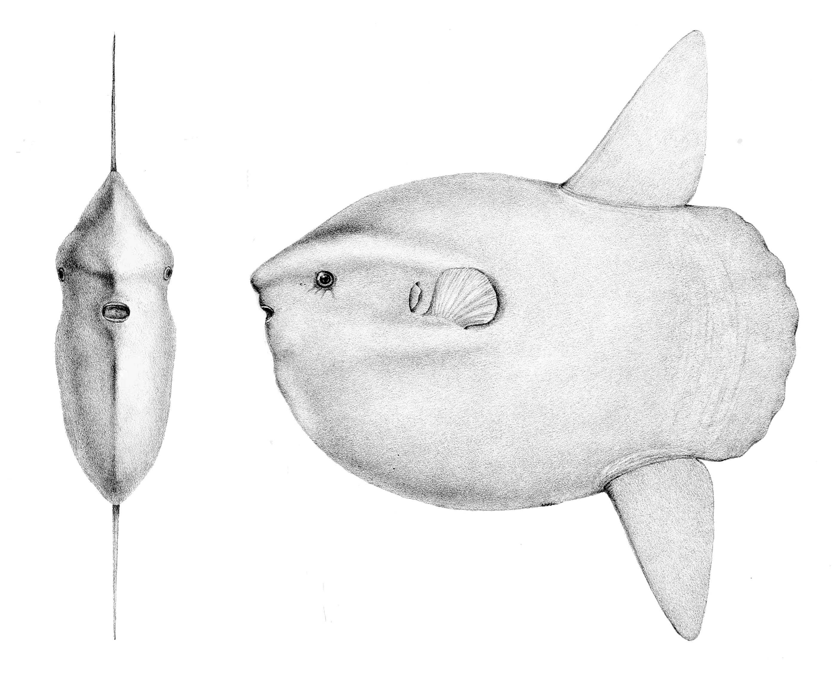 File Mola Mola Face Profile Jpg Wikimedia Commons