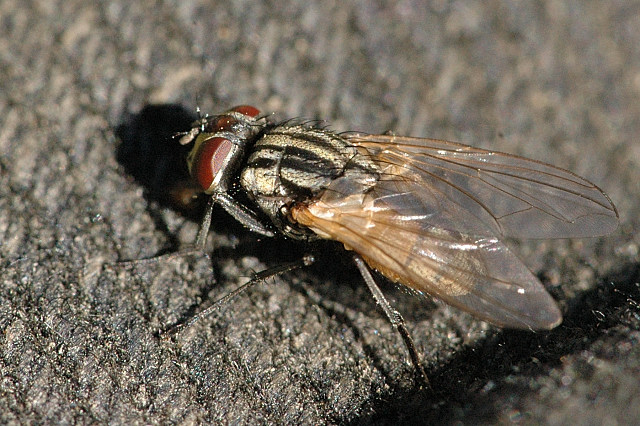Комнатная муха — Википедия