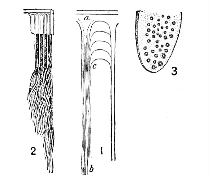 File:NIE 1905 Whale - structure of whalebone.jpg