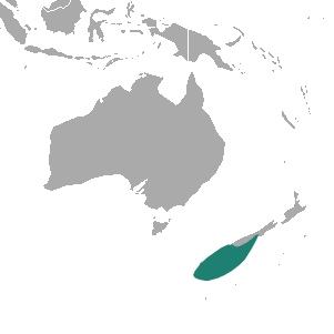 File:New Zealand Sea Lion area.png