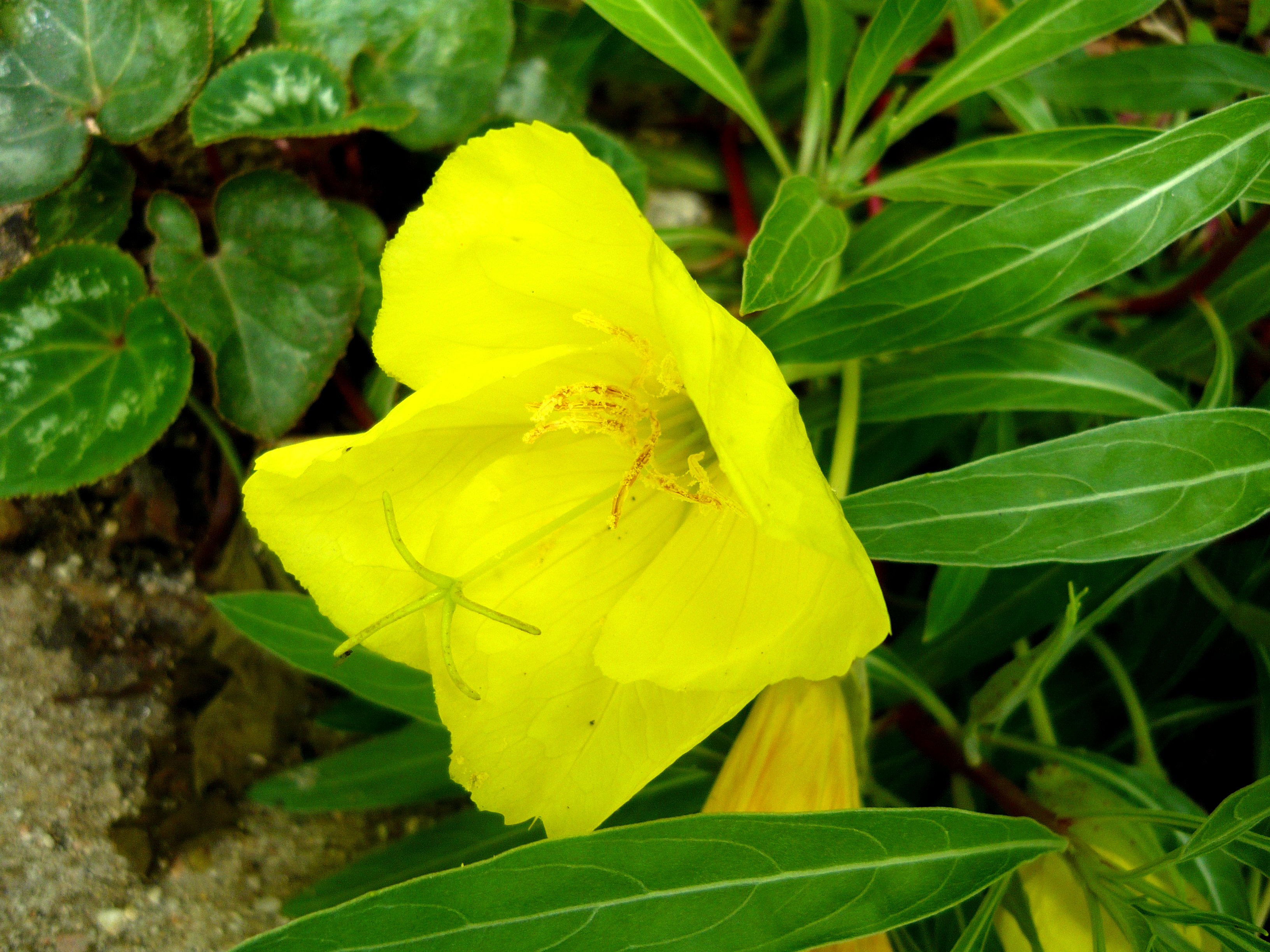Энотера цветок фото и описание. Энотера миссурийская. Энотера миссурийская Золотая. Энотера многолетняя миссурийская. Энотера ослинник.