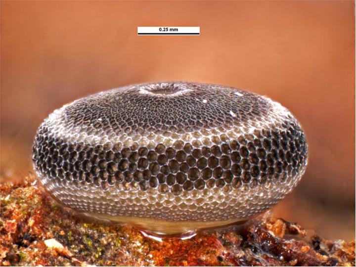 File:Egg scale.jpg - Wikimedia Commons