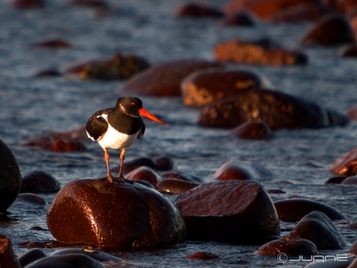 File:Ostrero euroasiático (Haematopus ostrolegus) (4085285859).jpg